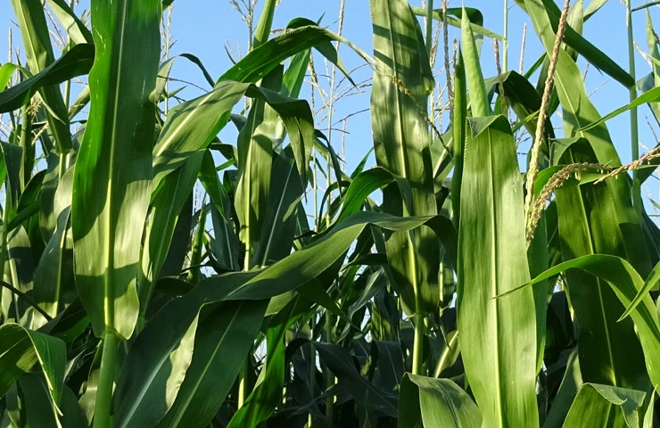 ubezpieczenie plonów kukurydzy